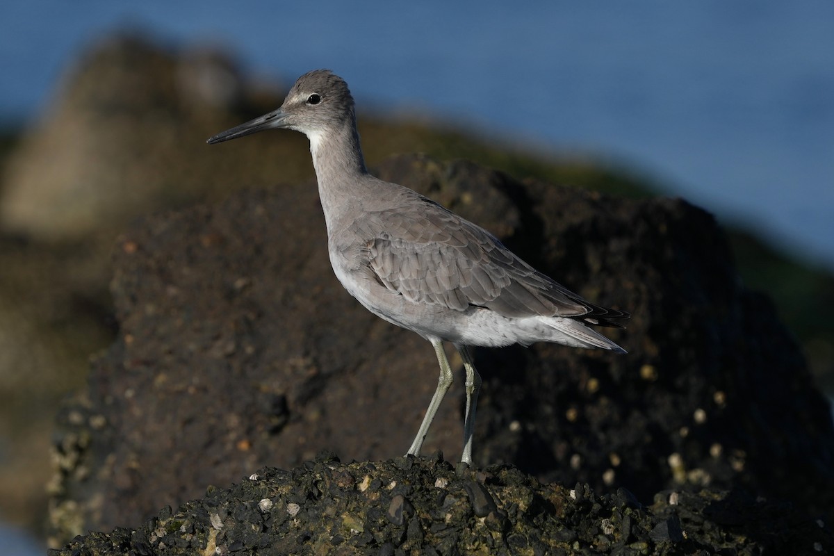 Willet - ML642955672