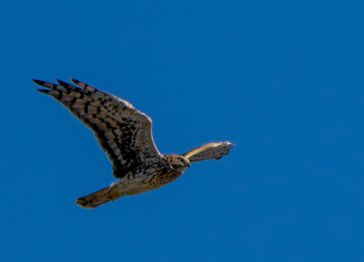 Northern Harrier - ML642955673