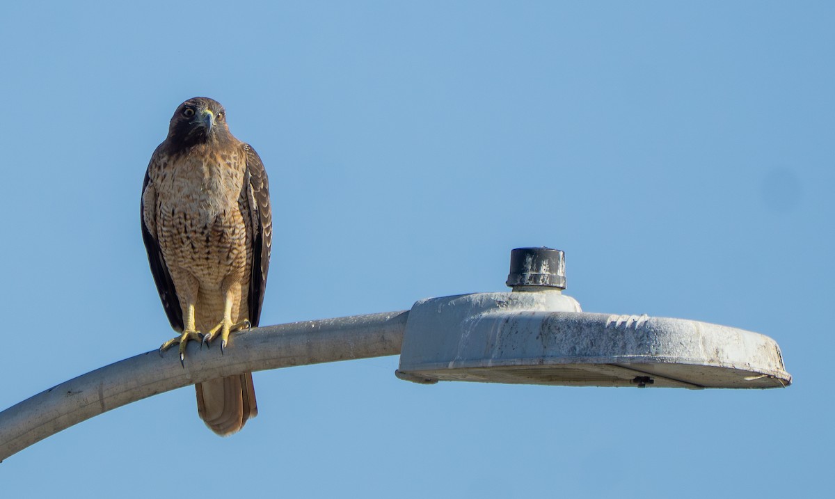 Red-tailed Hawk - ML642955674