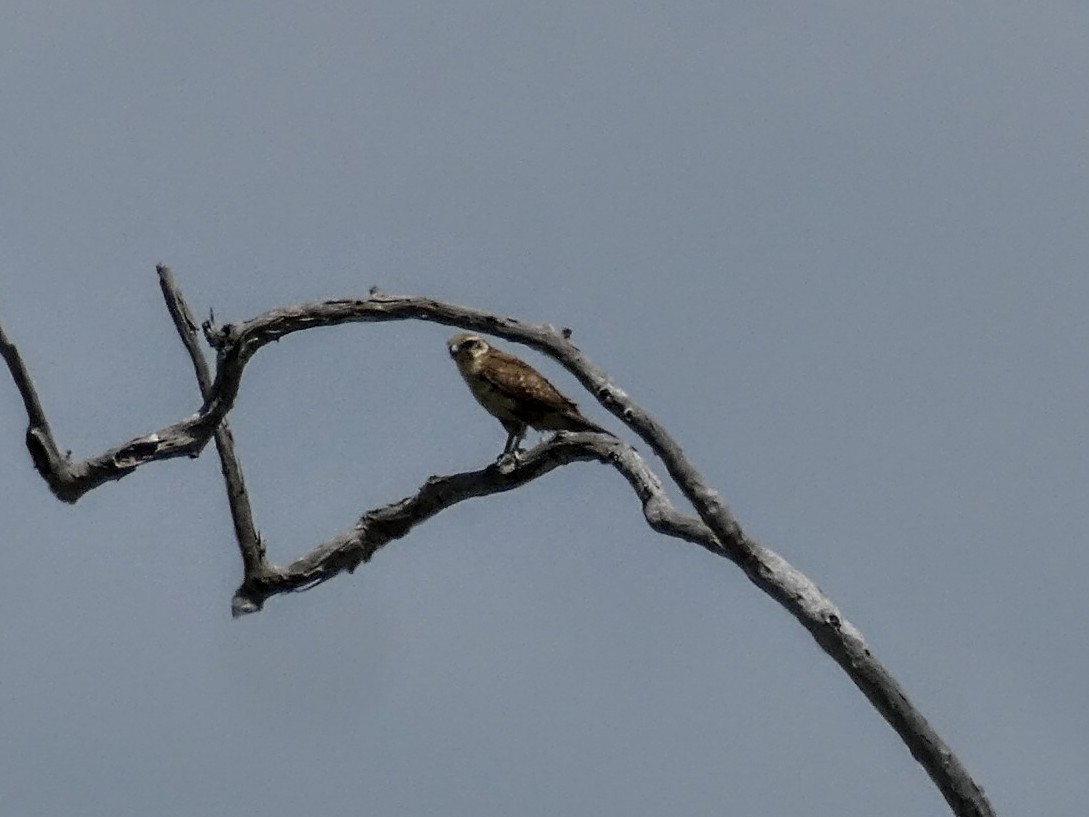 Brown Falcon - ML642955675