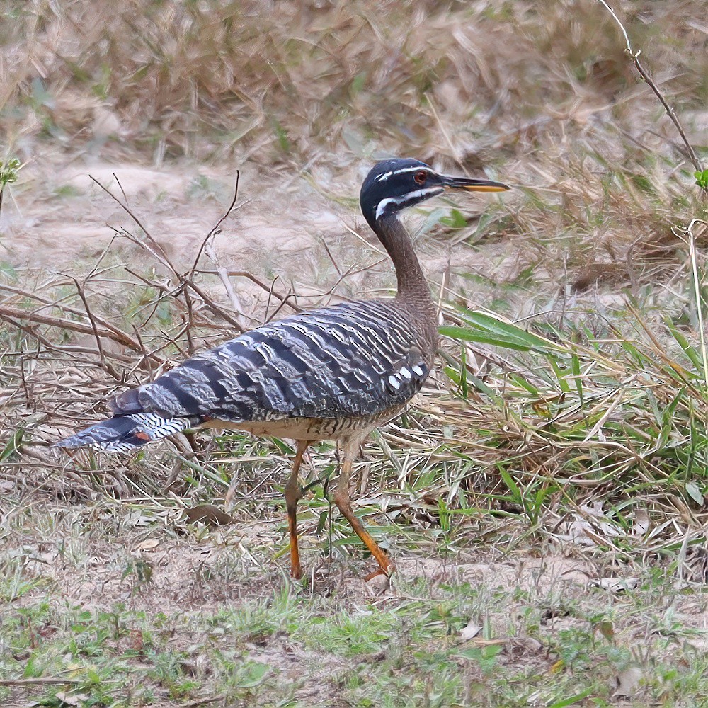 Sunbittern - ML642955676