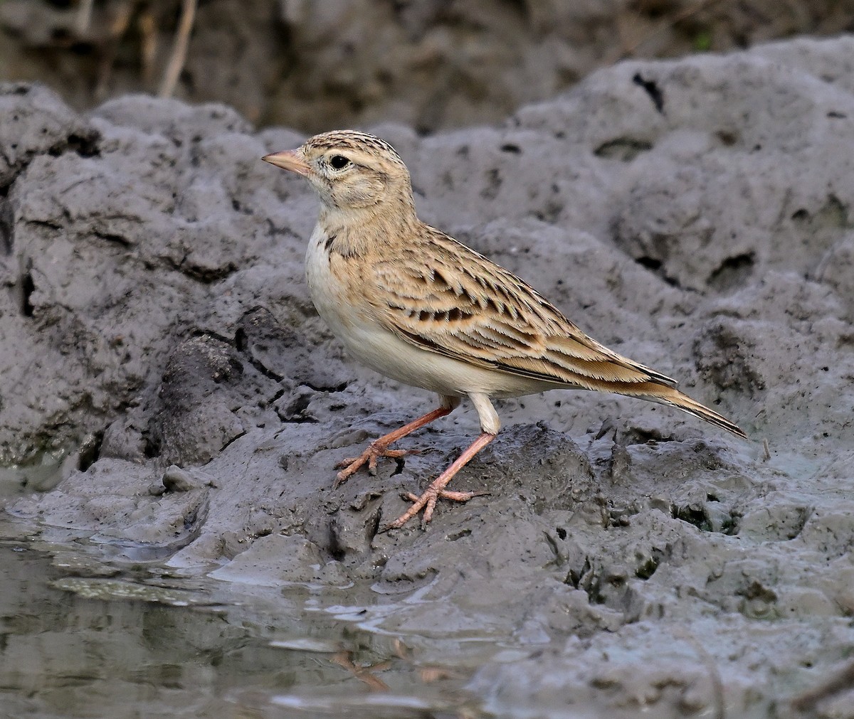 Greater Short-toed Lark - ML642955677