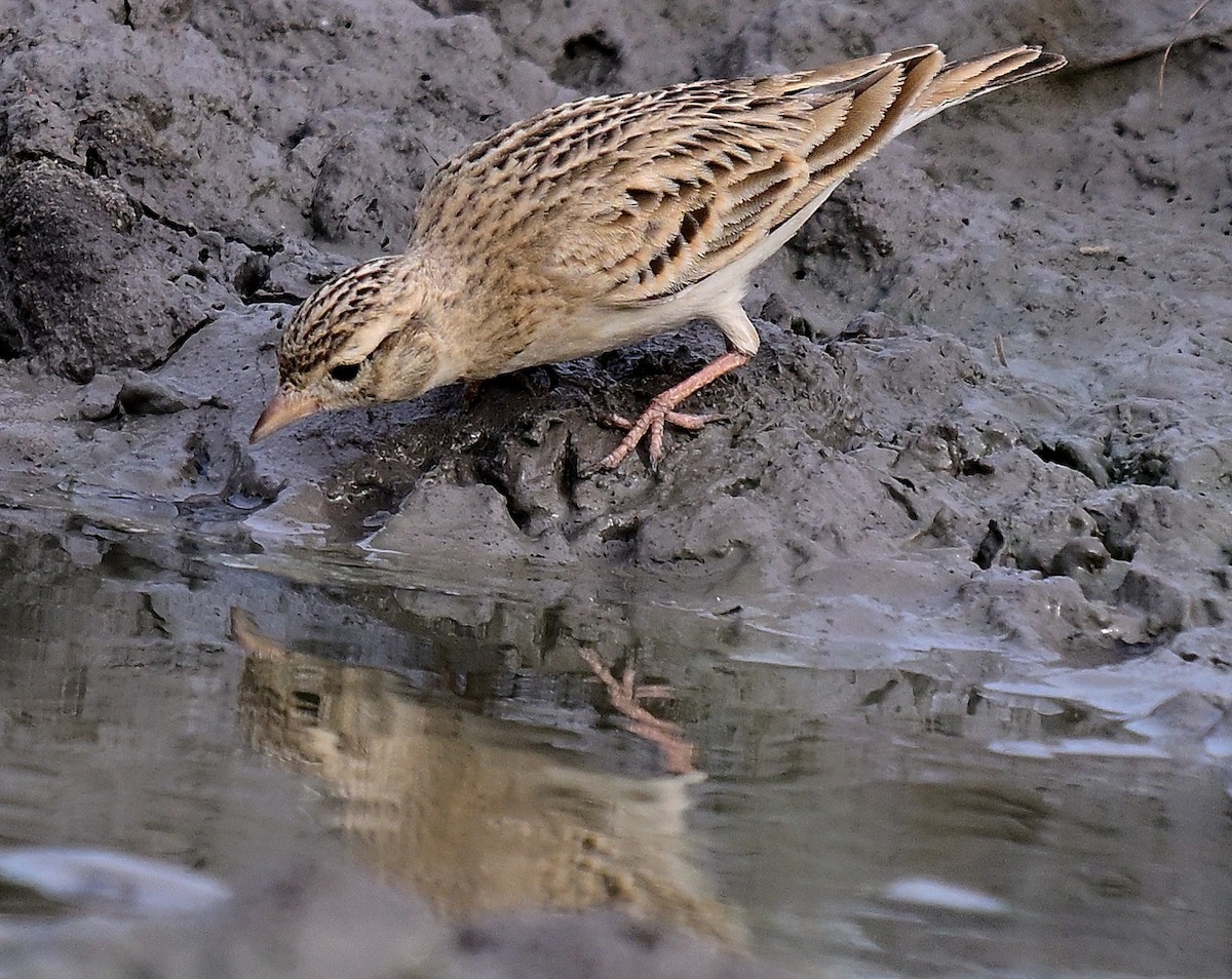 Greater Short-toed Lark - ML642955678