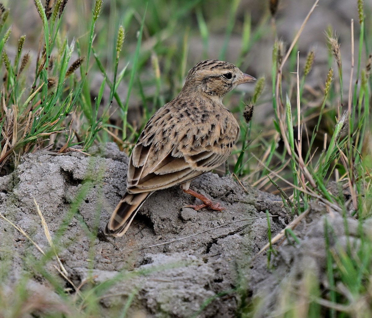 Greater Short-toed Lark - ML642955679