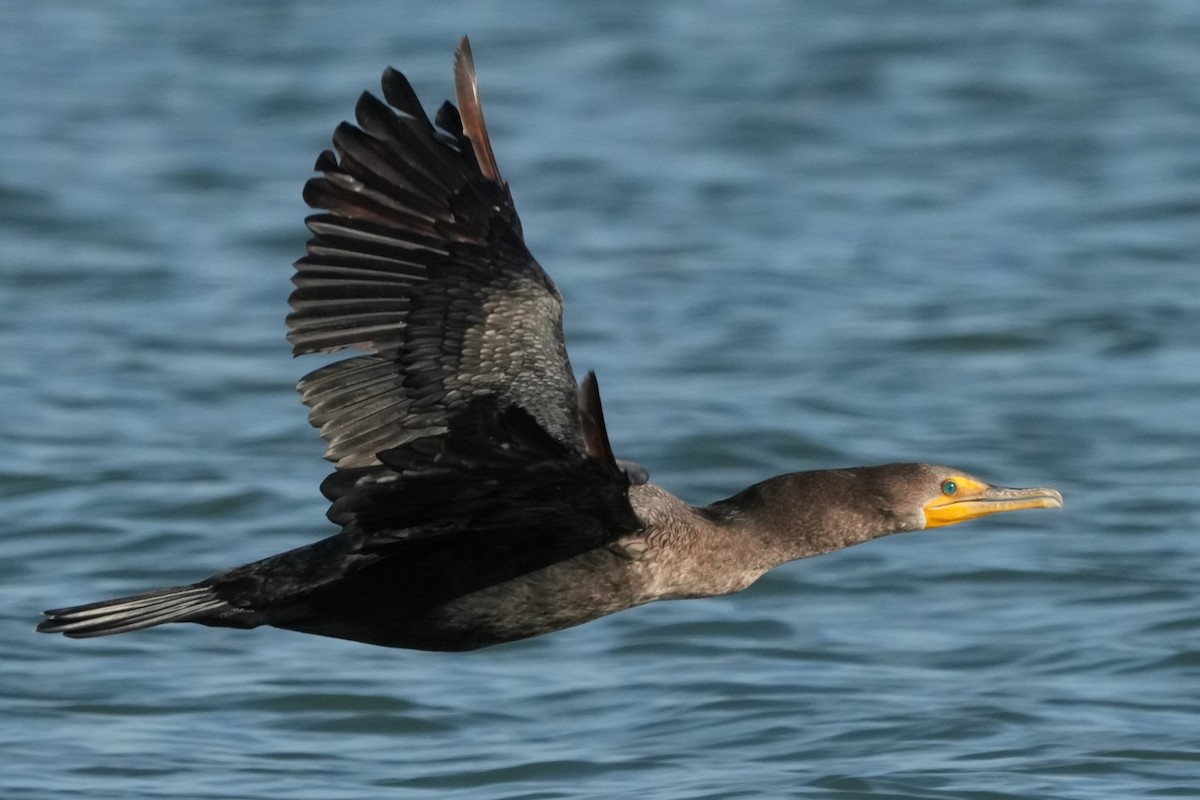Double-crested Cormorant - ML642955680
