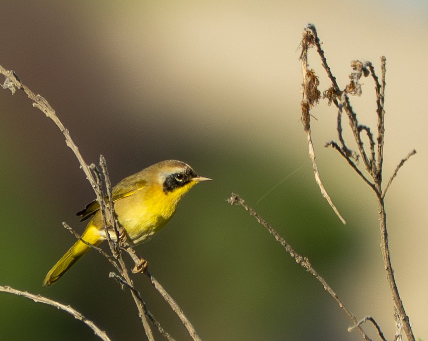 Common Yellowthroat - ML642955681