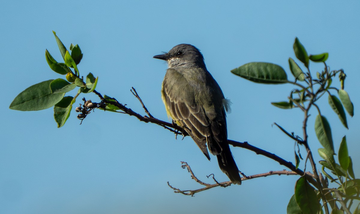 Cassin's Kingbird - ML642955692