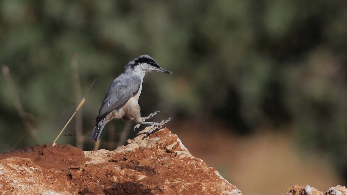 Eastern Rock Nuthatch - ML642955693