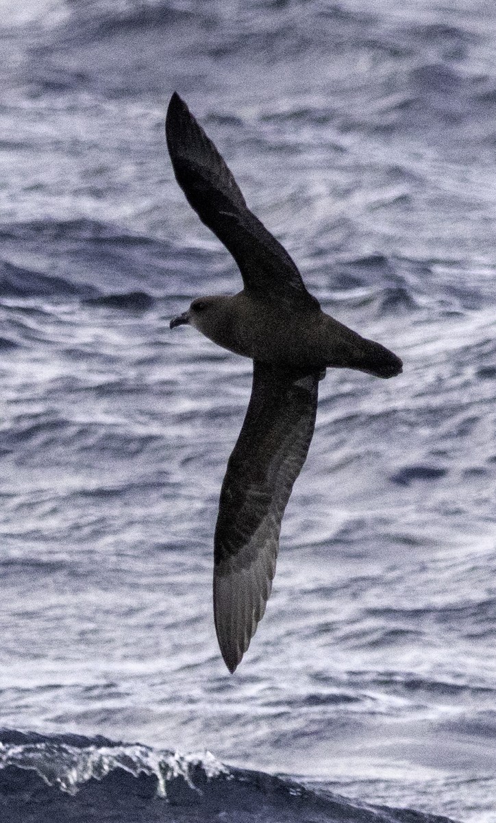 Gray-faced Petrel - ML642955695