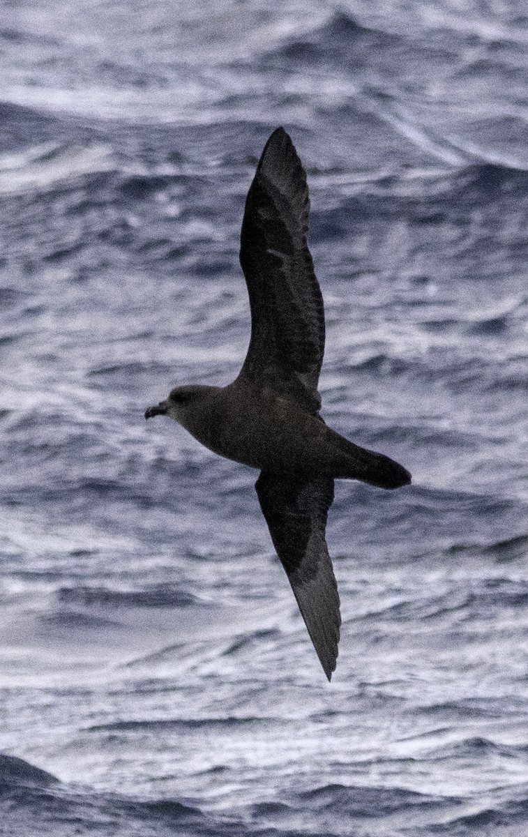 Gray-faced Petrel - ML642955696