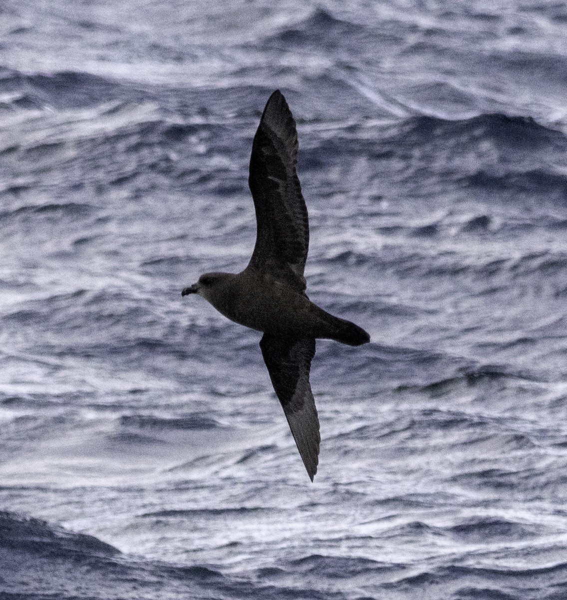 Gray-faced Petrel - ML642955698