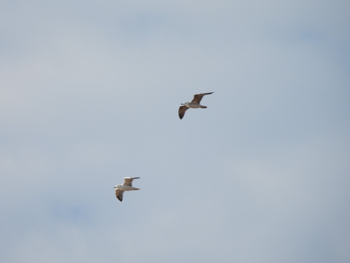 Yellow-legged Gull - ML642955701