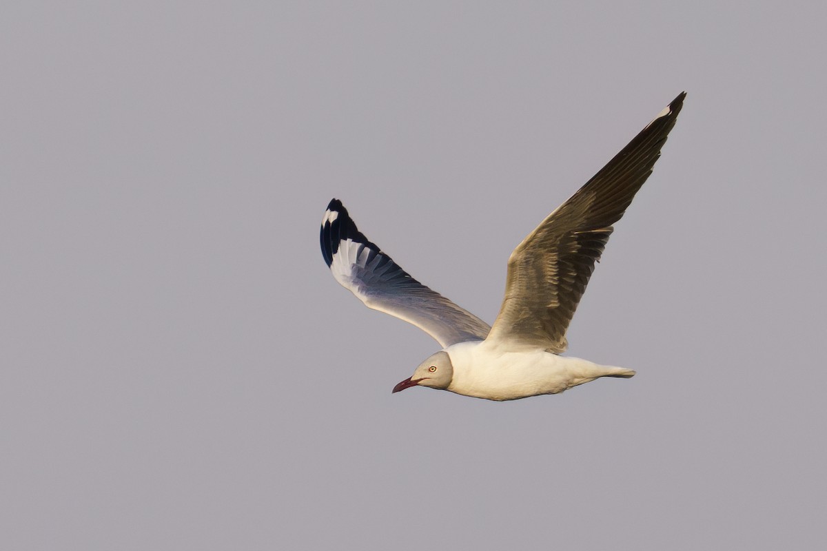 Gray-hooded Gull - ML642955702