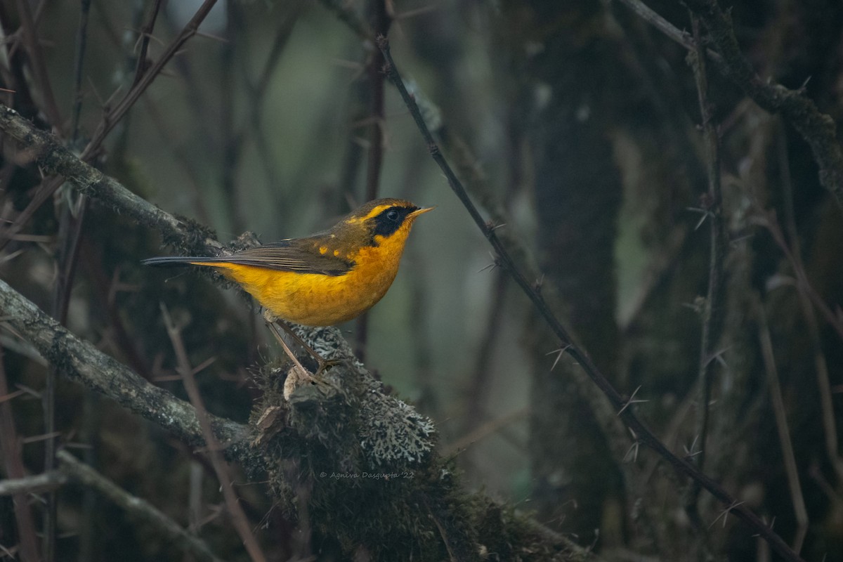 Golden Bush-Robin - ML642955703