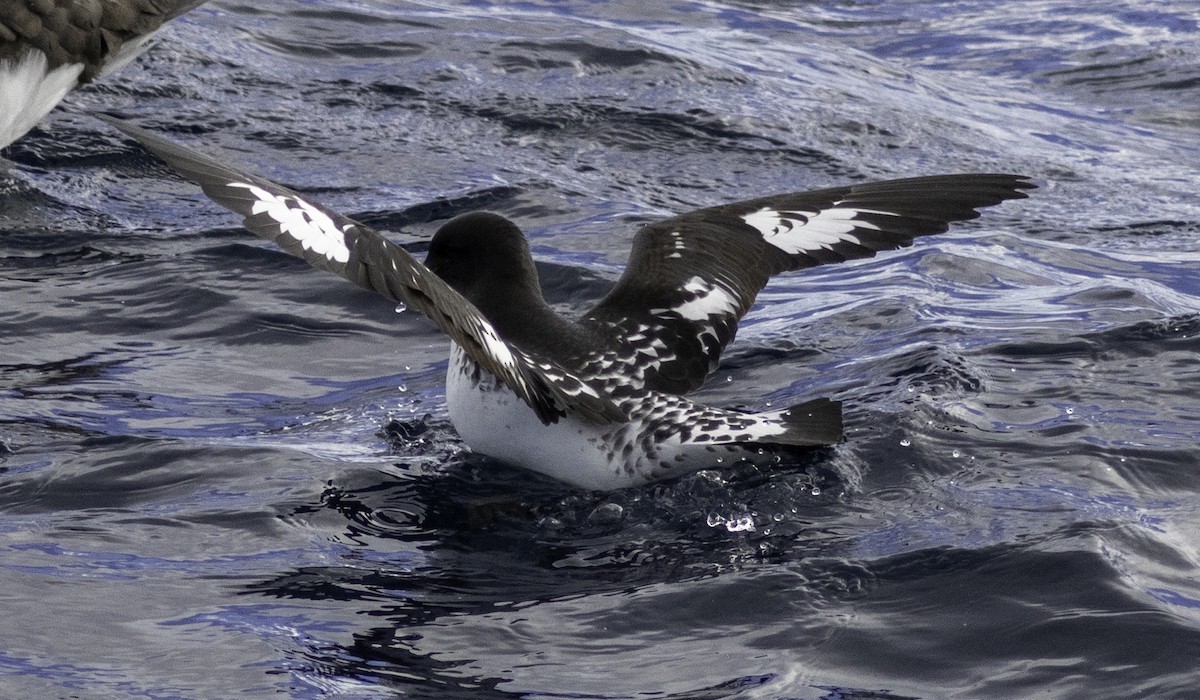 Pintado Petrel - ML642955704