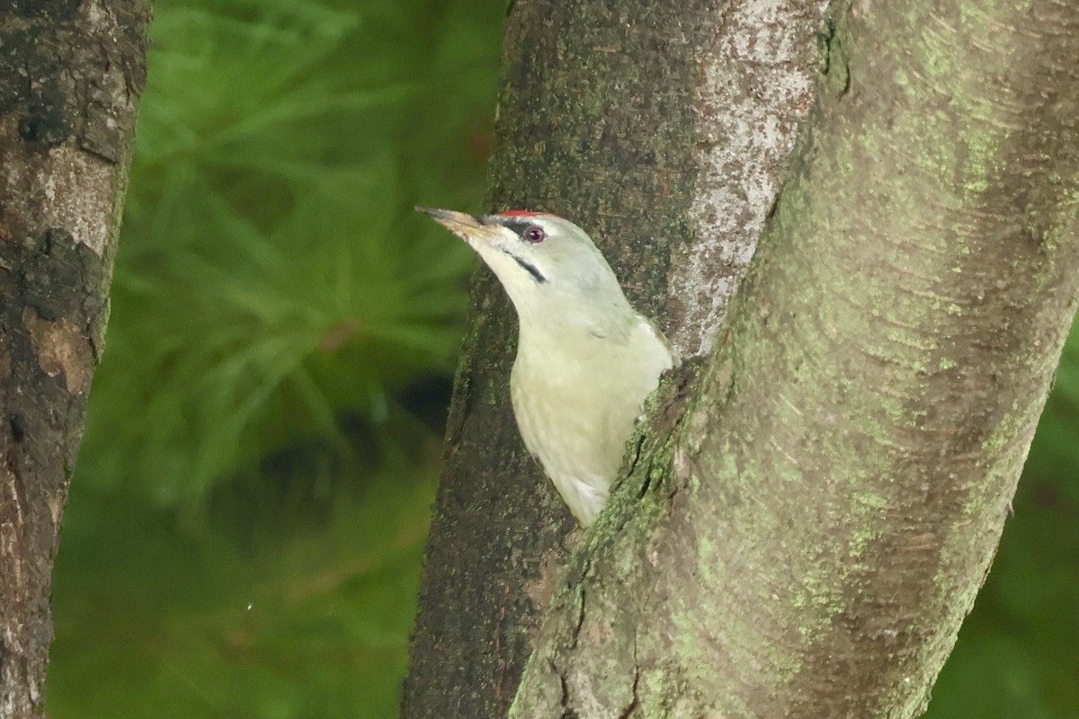 Gray-headed Woodpecker - ML642955705