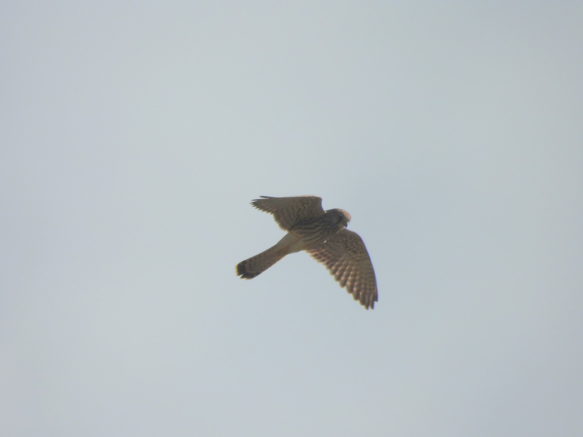 Eurasian Kestrel - ML642955708