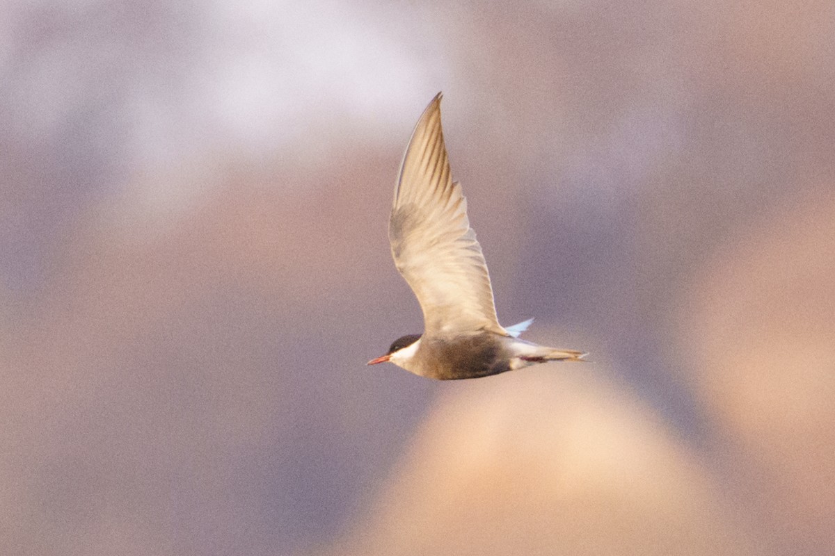 Whiskered Tern - ML642955709