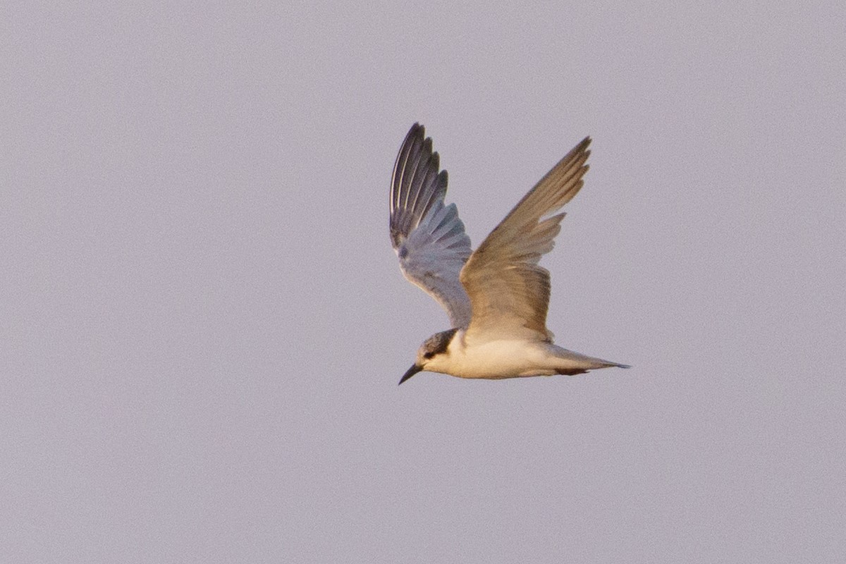 White-winged Tern - ML642955710