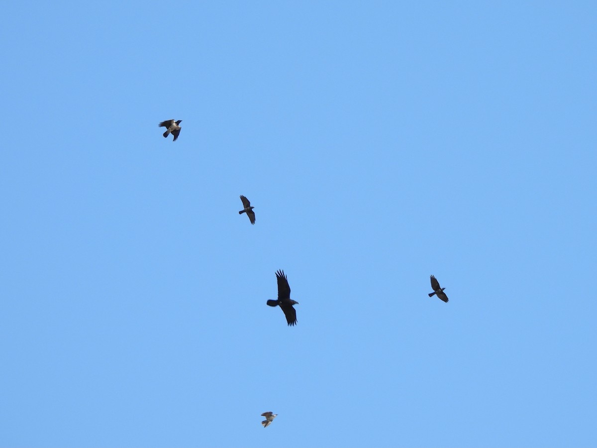 Eurasian Jackdaw - ML642955713