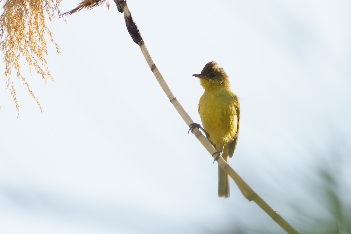 African Yellow-Warbler - ML642955714