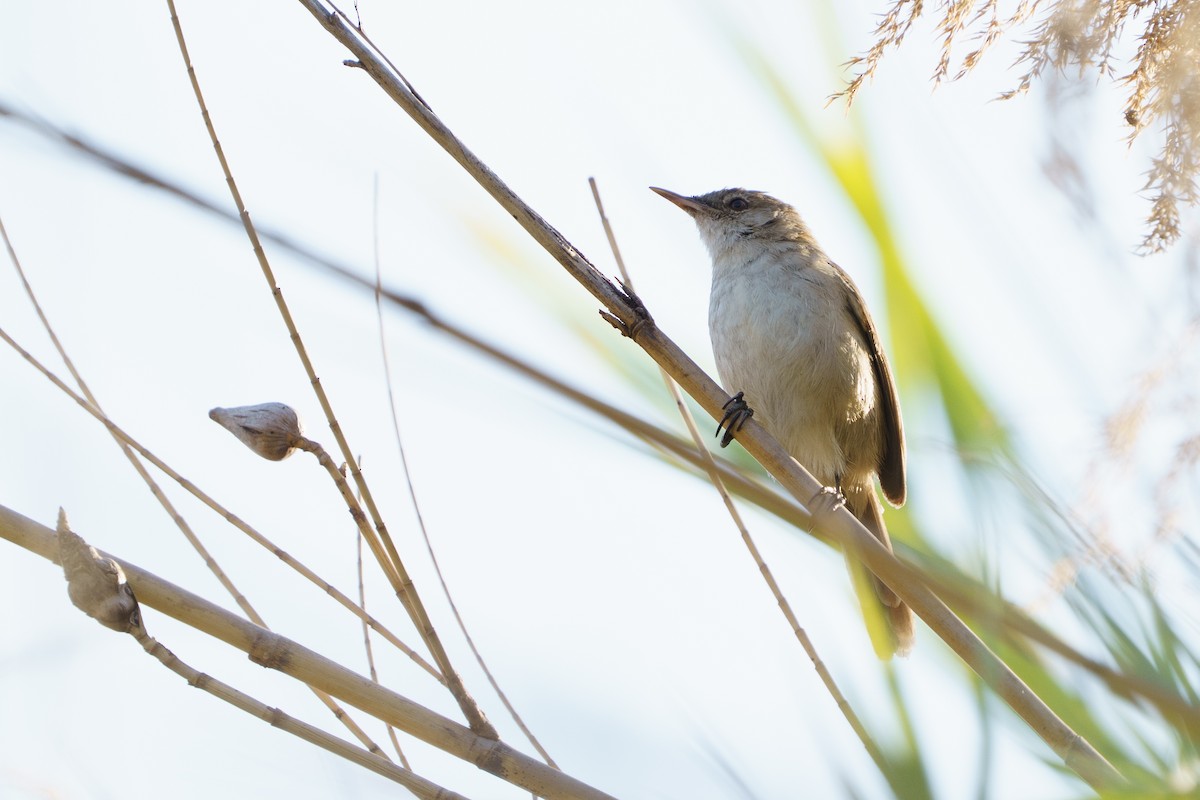 Common Reed Warbler - ML642955715
