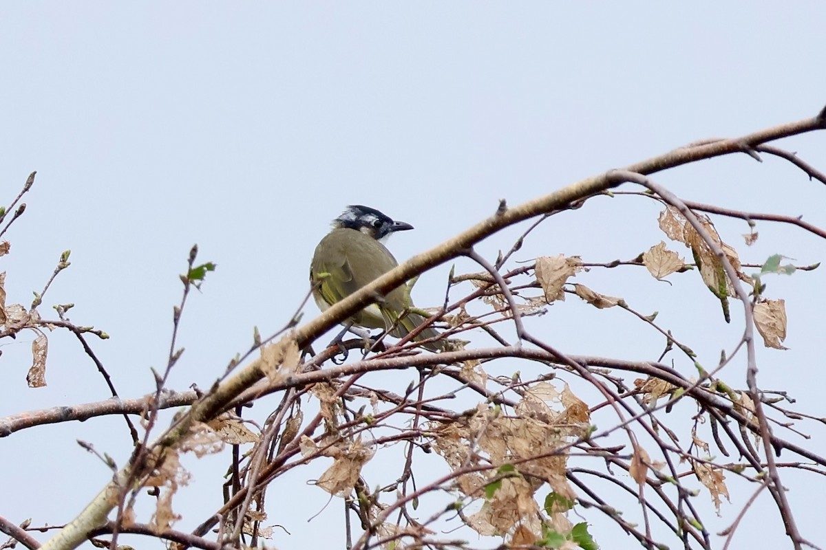 Light-vented Bulbul - ML642955716