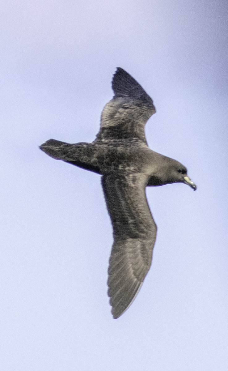 Westland Petrel - ML642955717