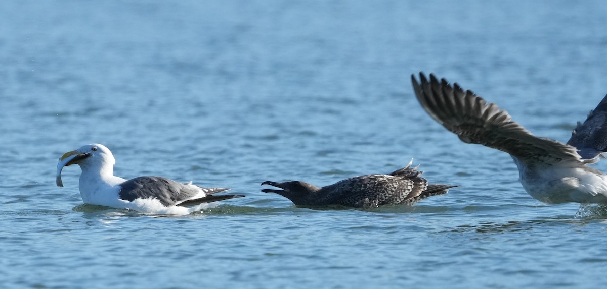 Western Gull - ML642955718