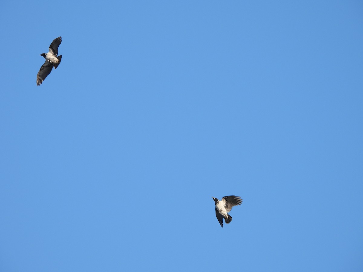 Hooded Crow - ML642955719