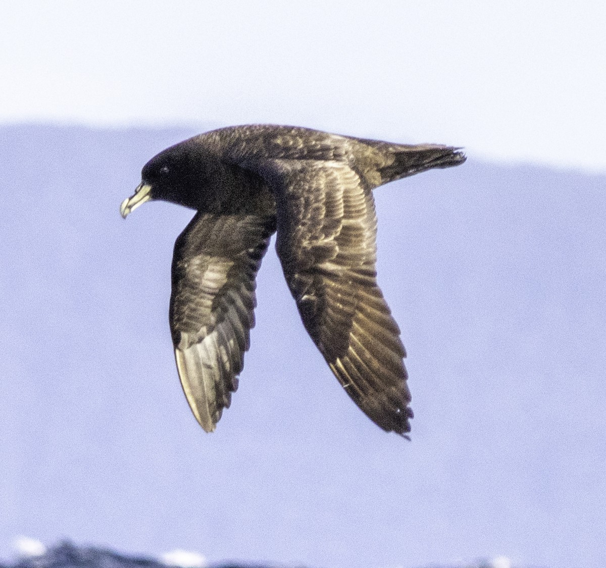 White-chinned Petrel - ML642955720