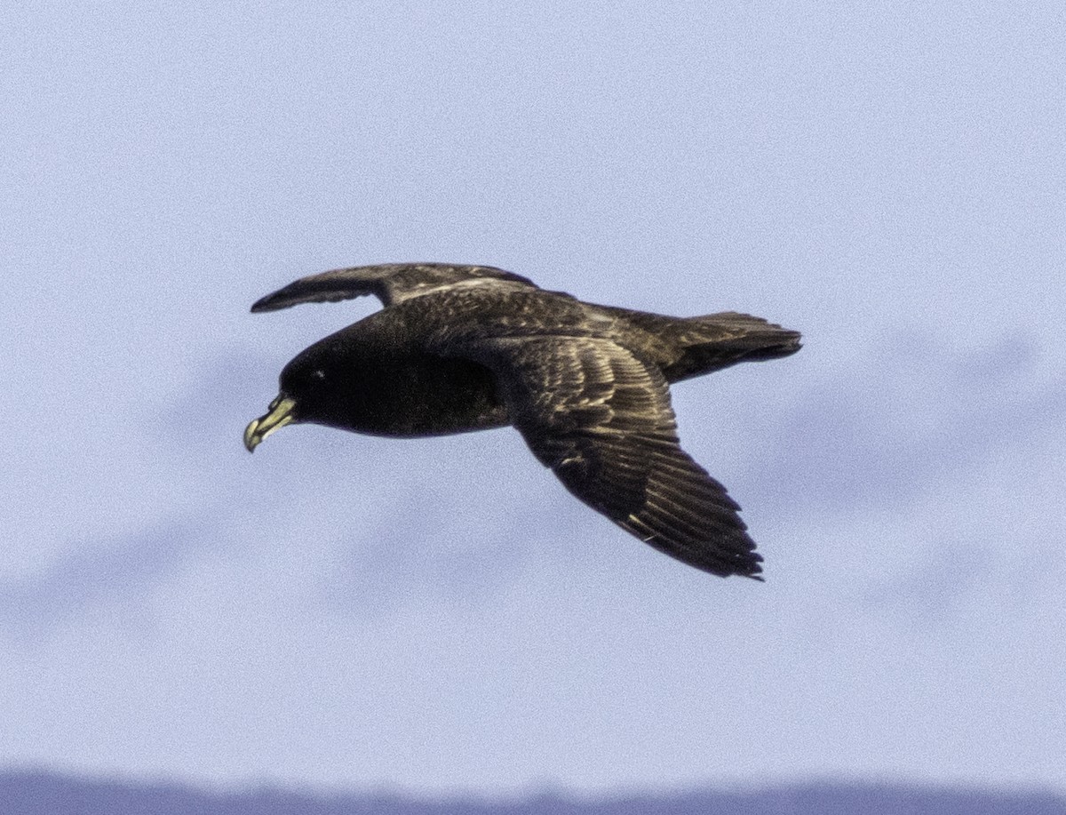 White-chinned Petrel - ML642955721