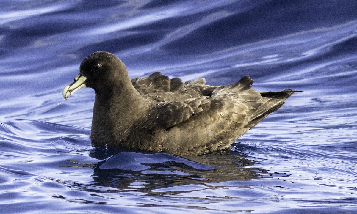 White-chinned Petrel - ML642955722