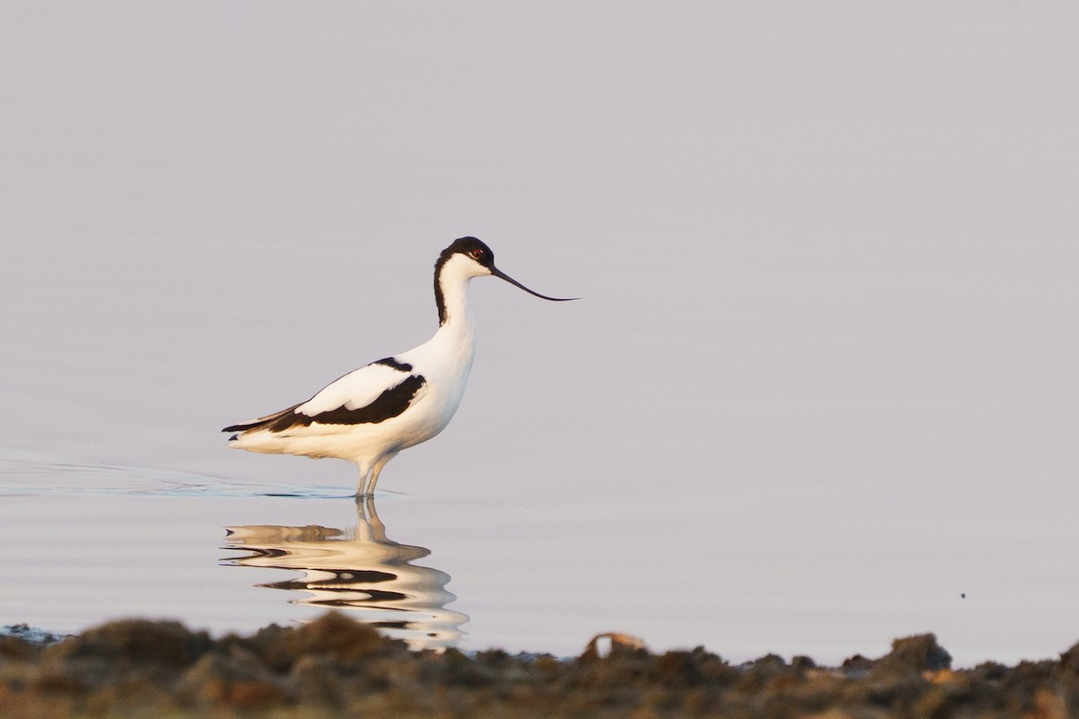 Pied Avocet - ML642955725