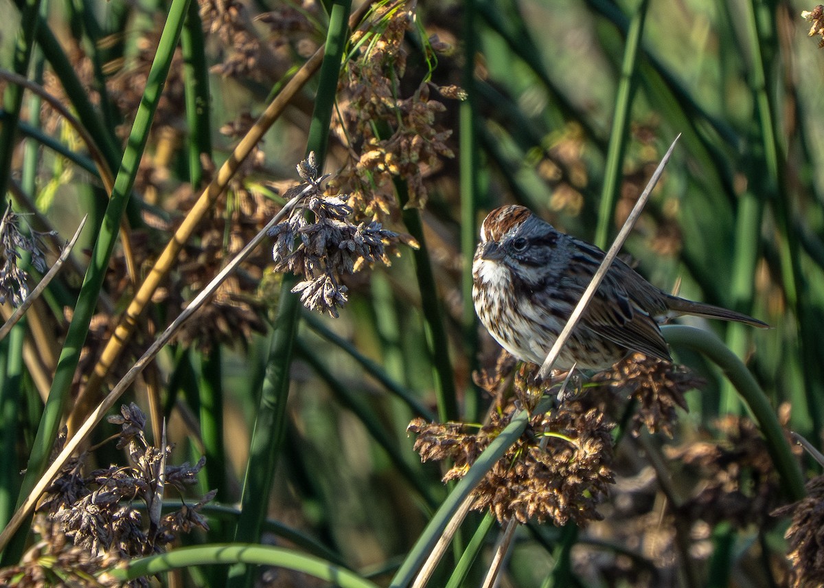 Song Sparrow - ML642955726