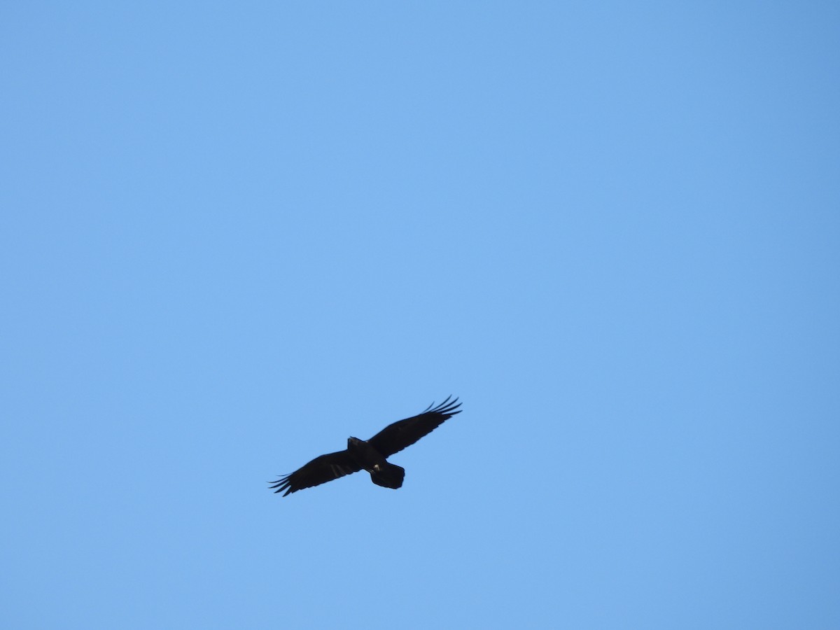 Common Raven - ML642955730