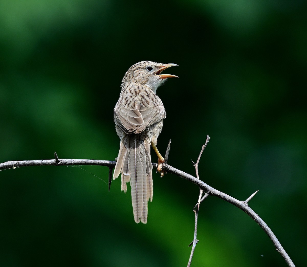 Common Babbler - ML642955731