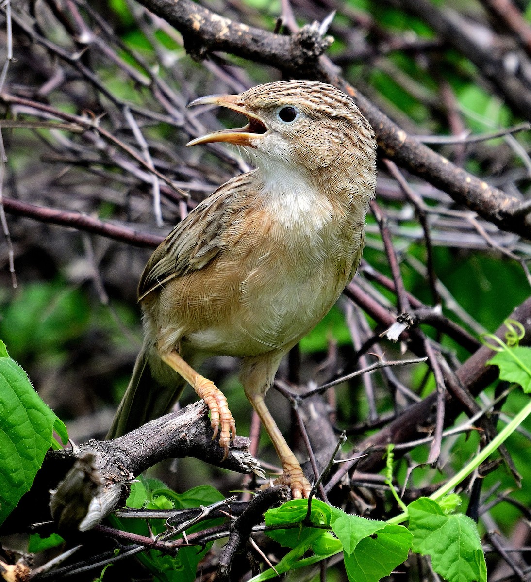 Common Babbler - ML642955732