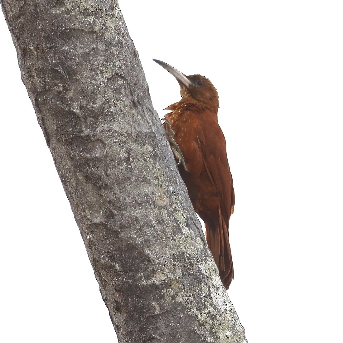 Great Rufous Woodcreeper - ML642955733