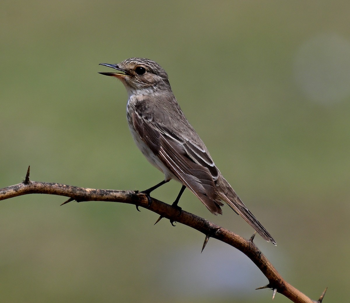 Spotted Flycatcher - ML642955736