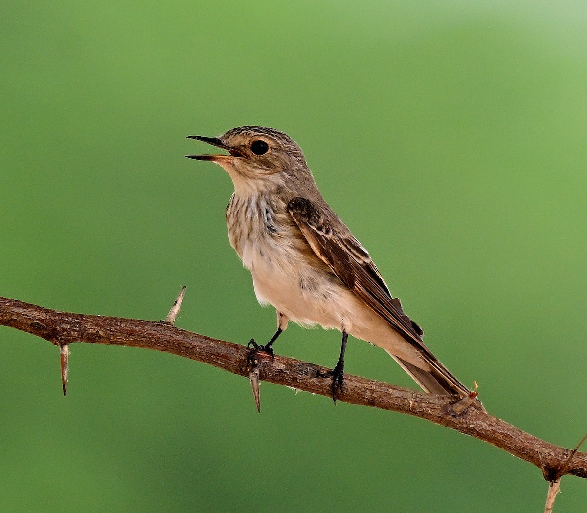 Spotted Flycatcher - ML642955737