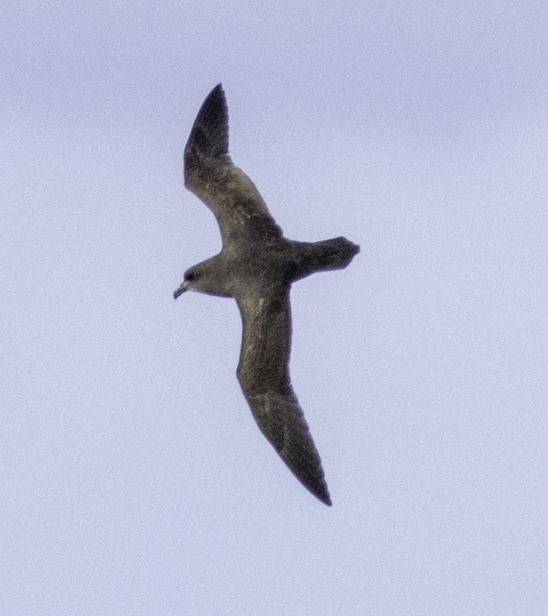 Great-winged Petrel - ML642955738