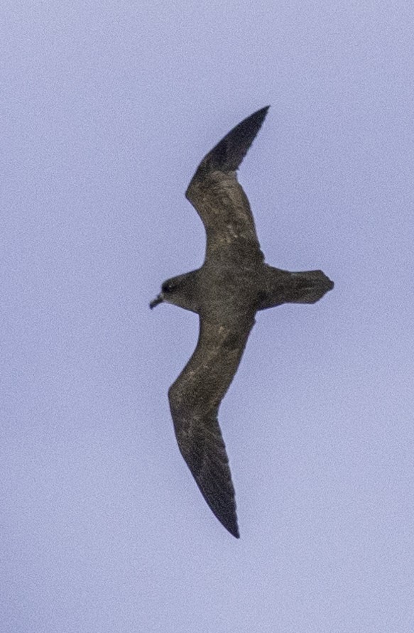 Great-winged Petrel - ML642955739