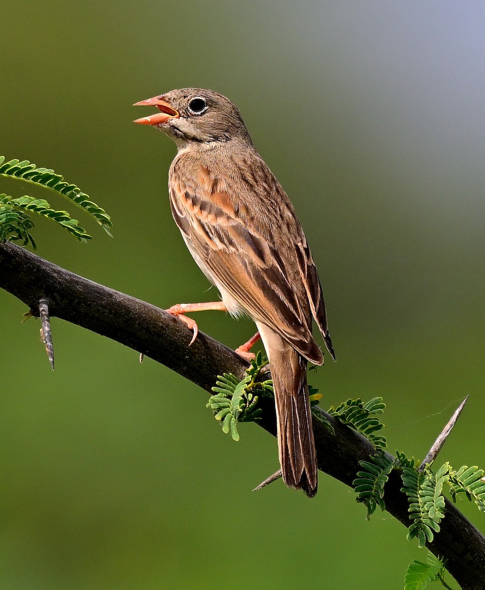 Gray-necked Bunting - ML642955762