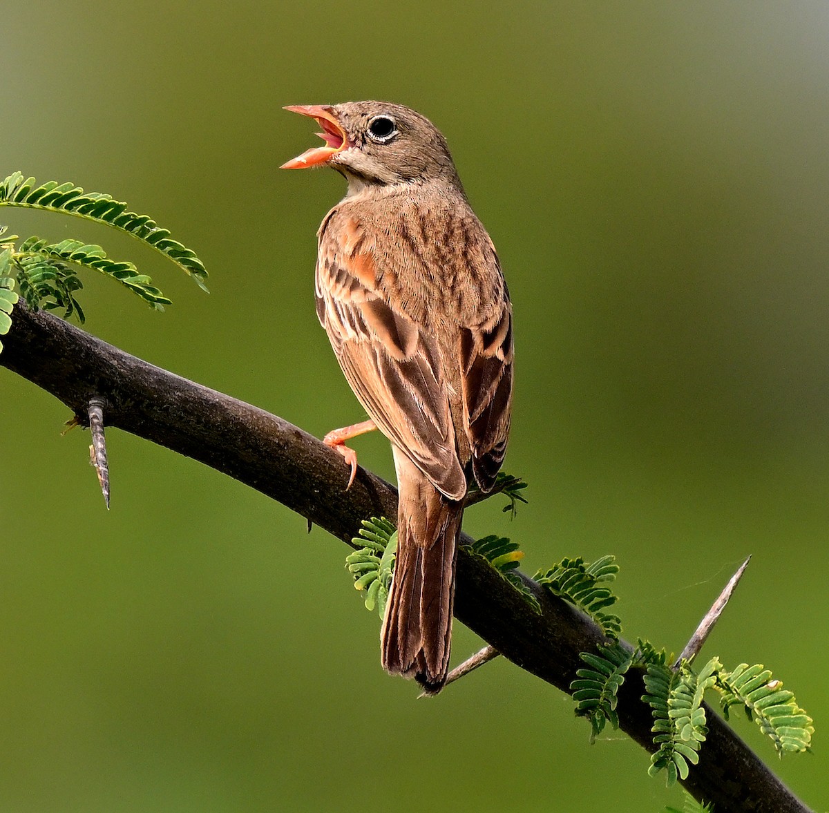 Gray-necked Bunting - ML642955763