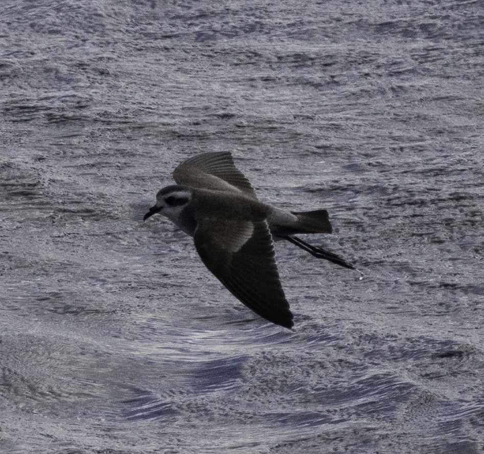 White-faced Storm-Petrel - ML642955766