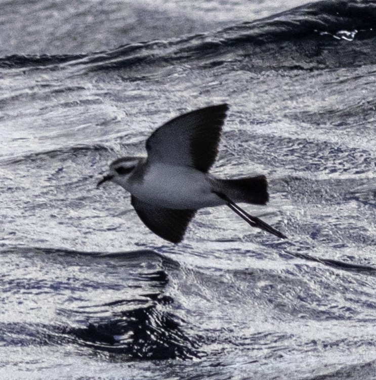 White-faced Storm-Petrel - ML642955767