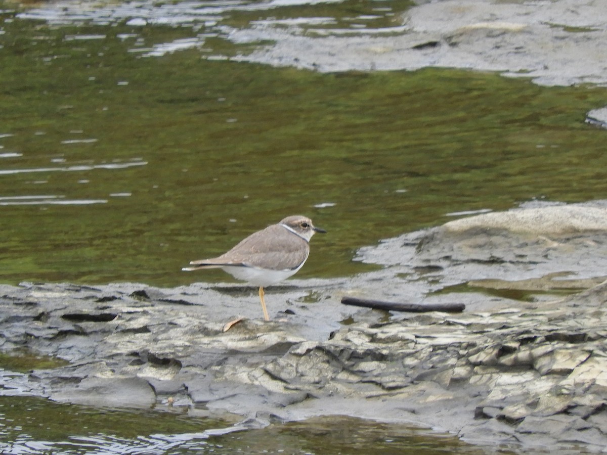 Long-billed Plover - ML642955773