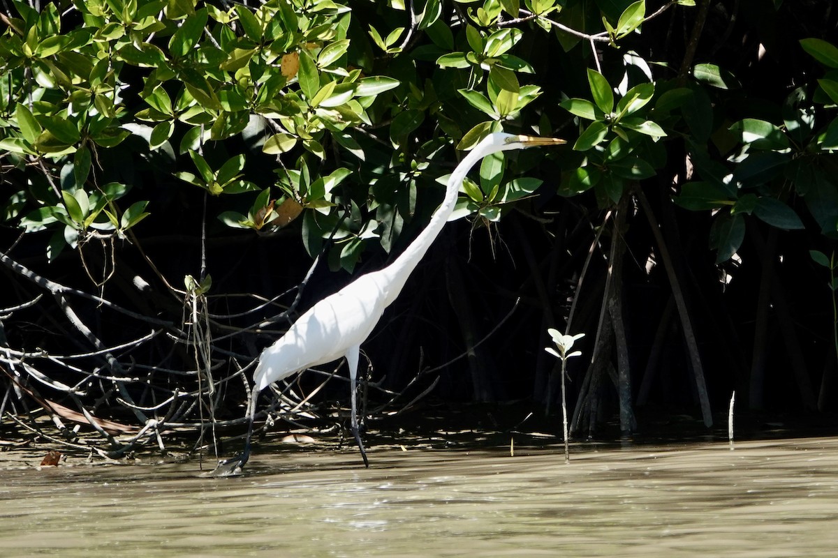 Grande Aigrette - ML642955789