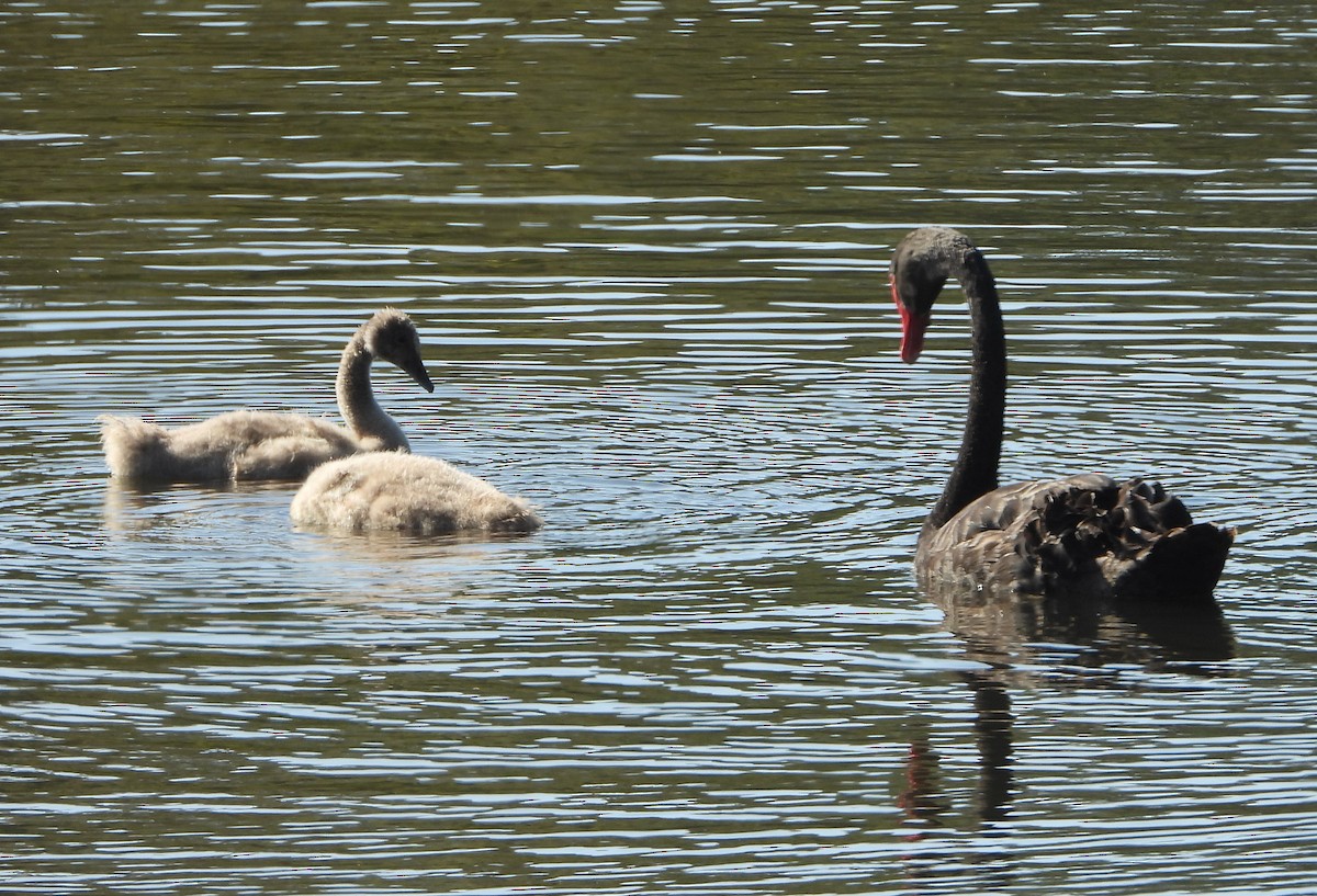 Black Swan - ML642955790